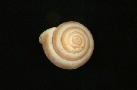 藏品(圓菱蝸牛)的圖片